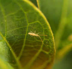 Salina Banksi Arid Springtails Springtails