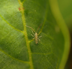 Salina Banksi Arid Springtails Springtails