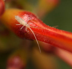 Salina Banksi Arid Springtails Springtails