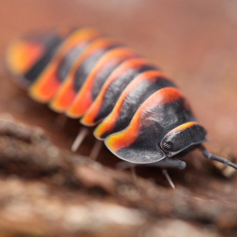 Merulanella – Tropical Isopods