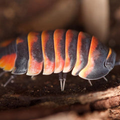 Merulanella Red Ember Bees Cubaris