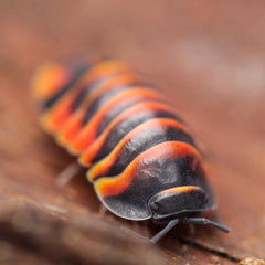 Merulanella Red Ember Bees Cubaris