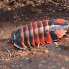 Merulanella Red Ember Bees Cubaris