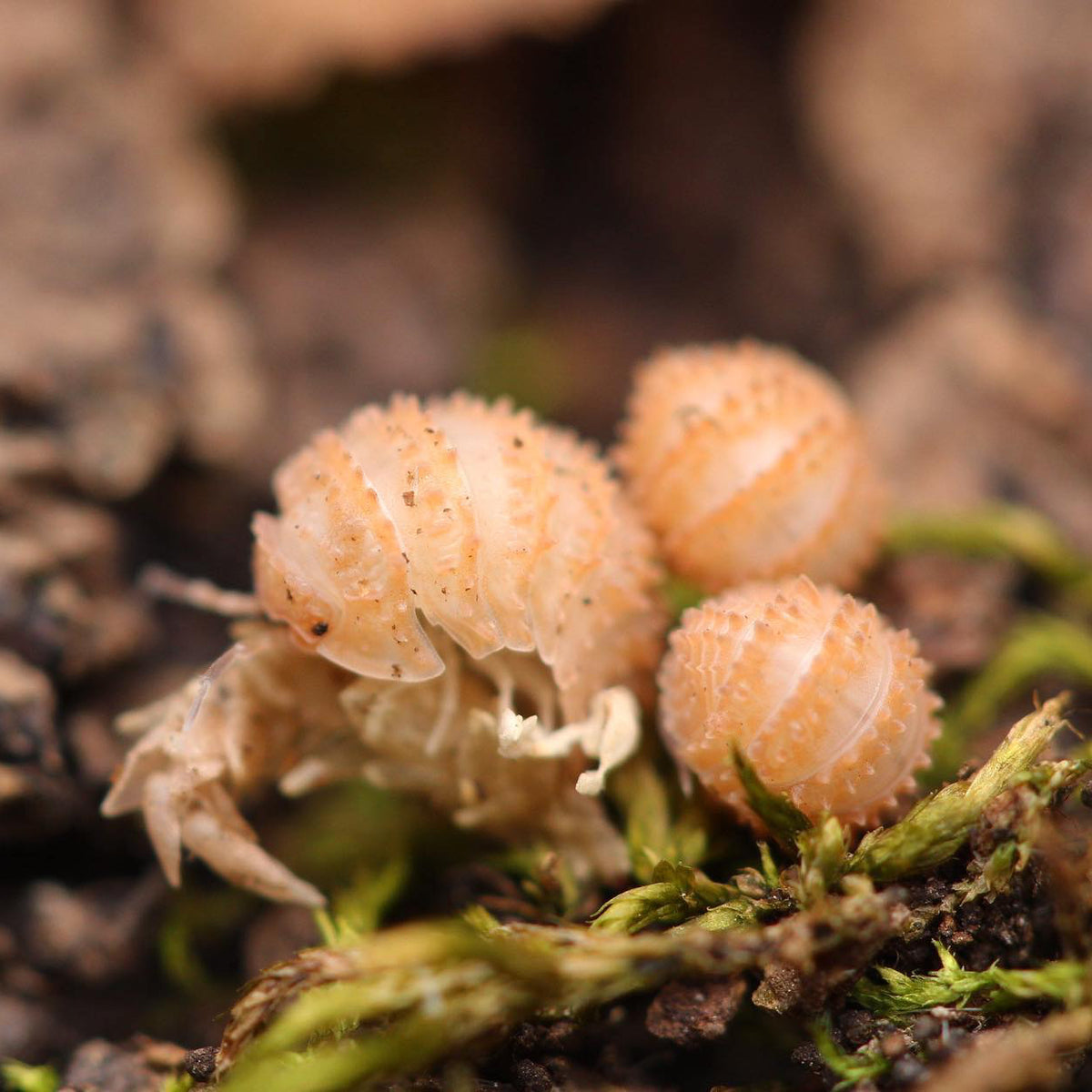 Cristarmadillidium Muricatum - Pineapples Spiky Cubaris