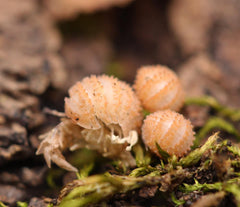 Cristarmadillidium Muricatum - Pineapples Spiky Cubaris