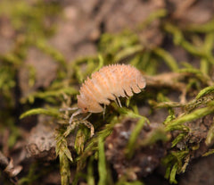 Cristarmadillidium Muricatum - Pineapples Spiky Cubaris