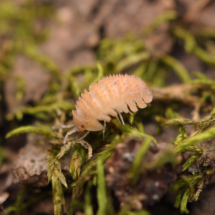 Cristarmadillidium Muricatum - Pineapples Spiky Cubaris