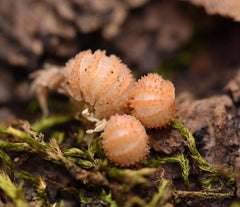 Cristarmadillidium Muricatum - Pineapples Spiky Cubaris