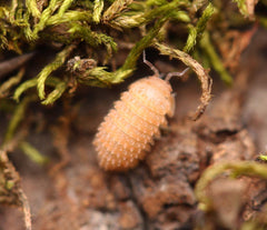 Cristarmadillidium Muricatum - Pineapples Spiky Cubaris