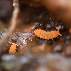 Neanura Growae - Florida Orange Springtails