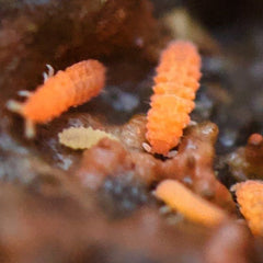 Neanura Growae - Florida Orange Springtails