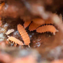 Neanura Growae - Florida Orange Springtails