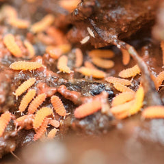 Neanura Growae - Florida Orange Springtails