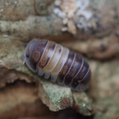 Cubaris Sp. Chocolate Panda Kings