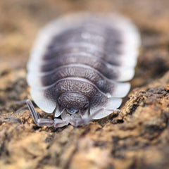 Porcellio Sp. Werneri