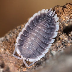 Porcellio Sp. Werneri