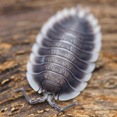 Porcellio Sp. Werneri