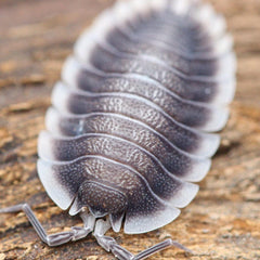 Porcellio Sp. Werneri