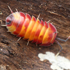 Merulanella Sp Scarlet Cubaris