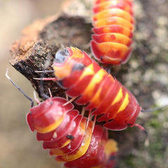 Merulanella Sp Scarlet Cubaris