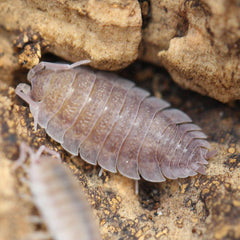 Porcellio Scaber Ghost