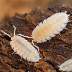 Porcellio Scaber Whiteout