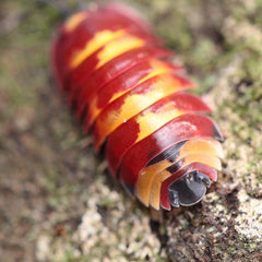 Merulanella Sp Scarlet Cubaris