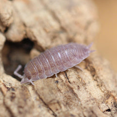 Porcellio Scaber Ghost