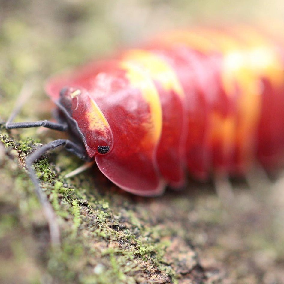 Merulanella Sp Scarlet Cubaris