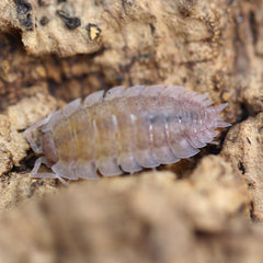 Porcellio Scaber Ghost