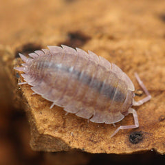 Porcellio Scaber Ghost