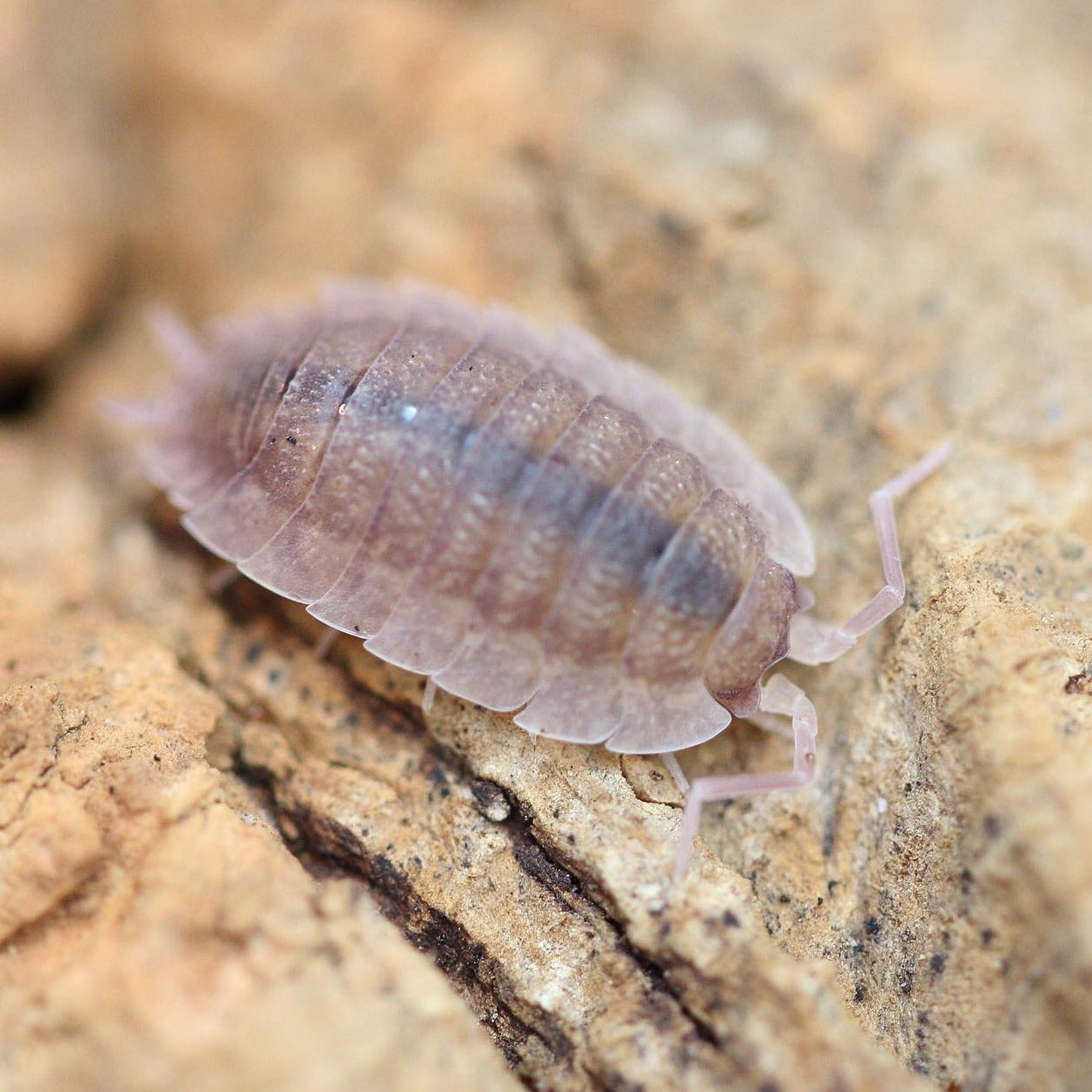 Porcellio Scaber Ghost