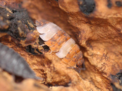 Porcellio Scaber Skewbald Tri