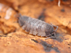 Porcellio Scaber Skewbald Tri