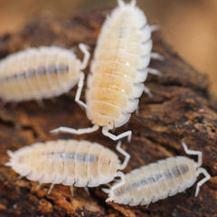 Porcellio Scaber Whiteout