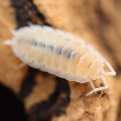 Porcellio Scaber Whiteout