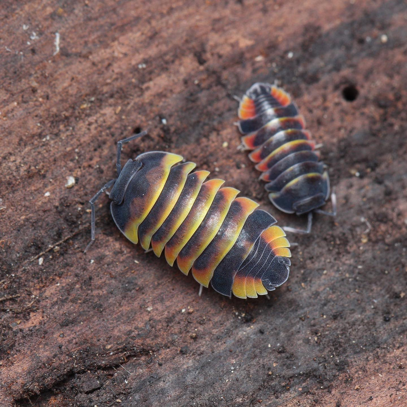 メルラネラ ラヴァ 5匹 亜生体 〜成体 Merulanella sp. Lava ダンゴムシ  残り数セット(その他)｜売買されたオークション情報、yahooの商品情報をアーカイブ公開 - オークファン その他