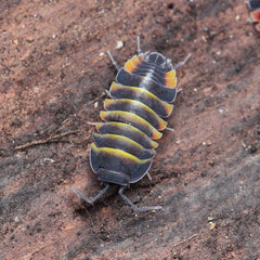 Merulanella Ember Bees Cubaris