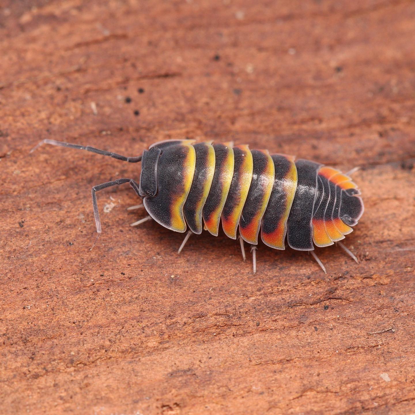 Merulanella Ember Bees Cubaris