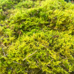 Delicate Fern Moss Animals & Pet Supplies