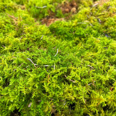 Delicate Fern Moss Animals & Pet Supplies