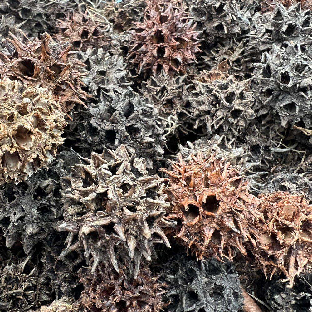 Sweet Gum Seed Pods Animals & Pet Supplies