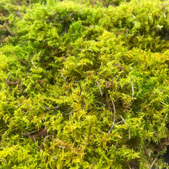 Delicate Fern Moss Animals & Pet Supplies