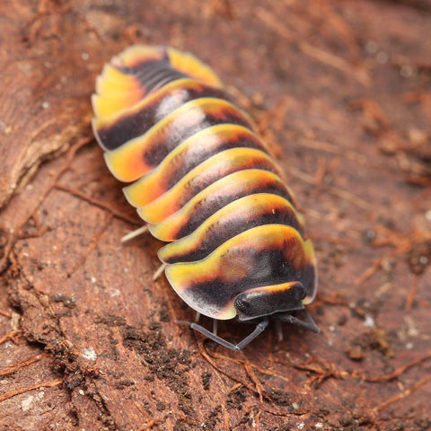 Merulanella “Yellow Bees” – Tropical Isopods