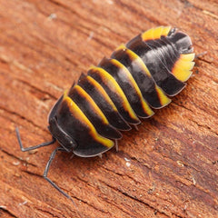 Merulanella “Yellow Bees”
