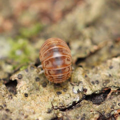 Venezillo Parvus “Blackpoint”