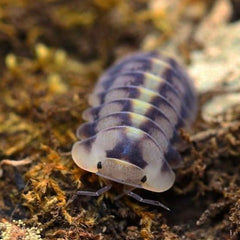 Cubaris Sp. “Green Laser”