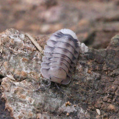 Nesodillo “White Tiger”