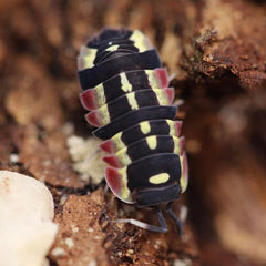 Merulanella “Red Diablo”