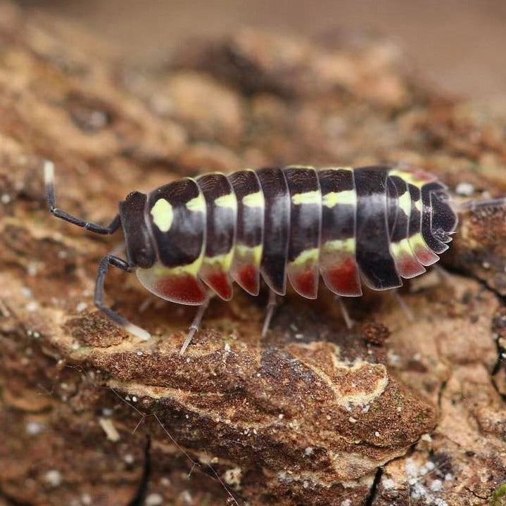 Ardentiella sp. “Red Diablo”